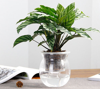 前湾植物租摆设计，打造别具一格的绿色空间